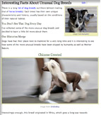 Interesting Facts About Unusual Dog Breeds