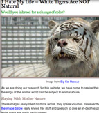 White Tigers Are Not Natural